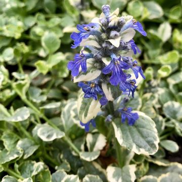 Ajuga reptans Variegata - Kruipend zenegroen