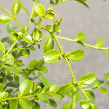 Buxus Betterbuxus Babylon Beauty - Palmboompje