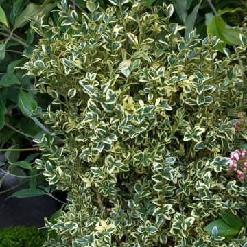 Buxus sempervirens Elegans - Palmboompje