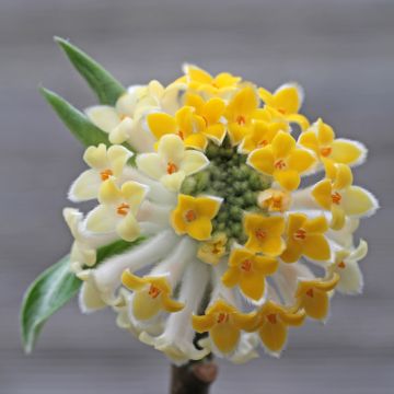 Edgeworthia chrysantha Winter Liebe - Papierstruik