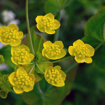 Bupleurum longifolium Aureum - Goudscherm