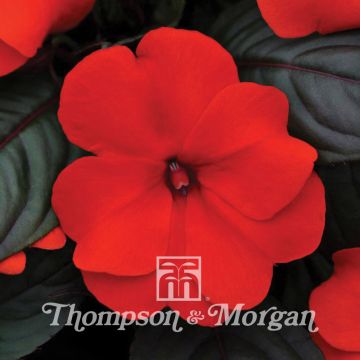 Impatiens hawkeri Divine Orange Bronze Leaf (zaad) - Nieuw-Guinea-impatiens