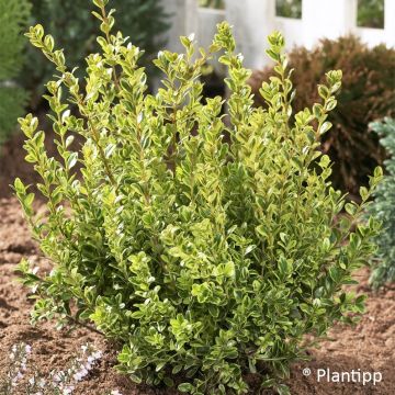 Buxus sempervirens Golden Dream - Palmboompje