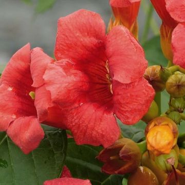 Campsis radicans Stromboli - Trompetklimmer