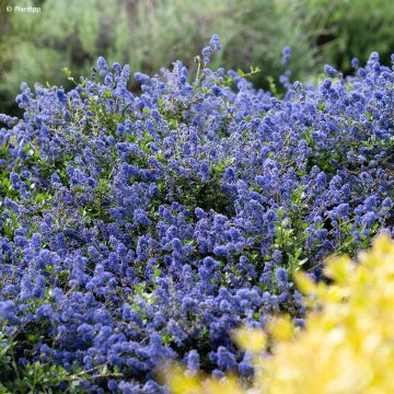 Ceanothus Pacific Wave - Amerikaanse sering