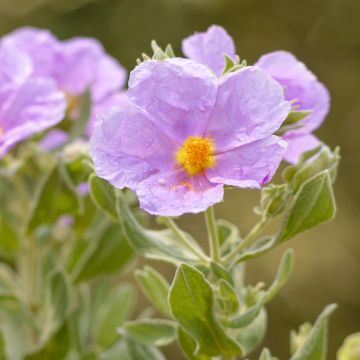 Cistus albidus - Rotsroos