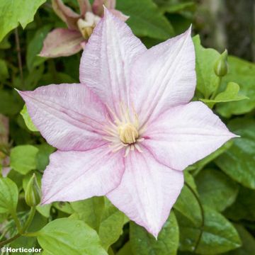 Clematis patens Caroline - Bosrank