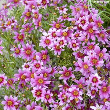 Coreopsis rosea Nana - Roze meisjesogen