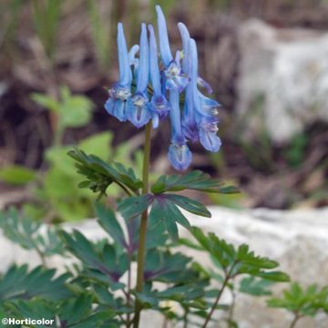 Corydalis flexuosa Père David - Helmbloem
