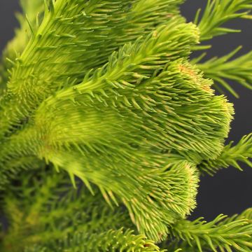 Cryptomeria japonica Tomahawk - Japanse cipres