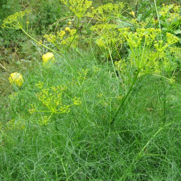 Cachrys alpina - Alpenamarant