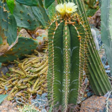 Astrophytum ornatum - Bisschopsmuts