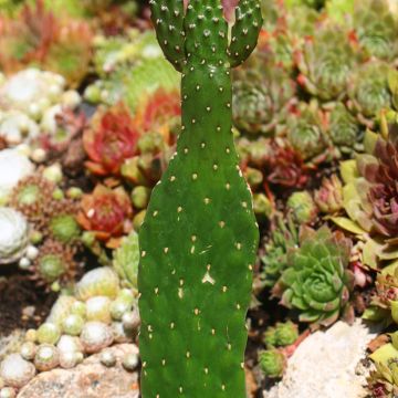 Consolea rubescens - Cactus
