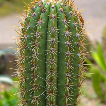 Echinopsis pasacana - Andeszuilcactus