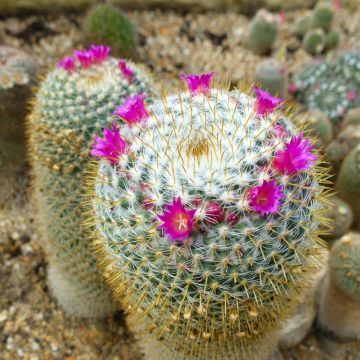 Mammillaria hahniana - Tepelcactus