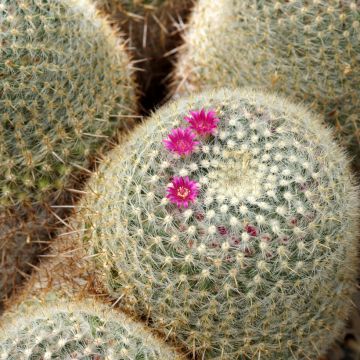 Mammillaria muehlenpfordtii - Tepelcactus