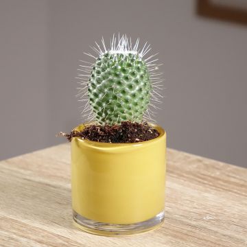 Mammillaria Un Pico - Tepelcactus