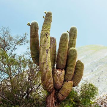 Pachycereus pringlei - Kaarscactus