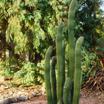Stenocereus griseus - Zuilcactus