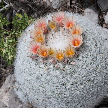 Mammillaria candida - Tepelcactus