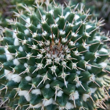 Mammillaria nejapensis Silver Arrows - Tepelcactus