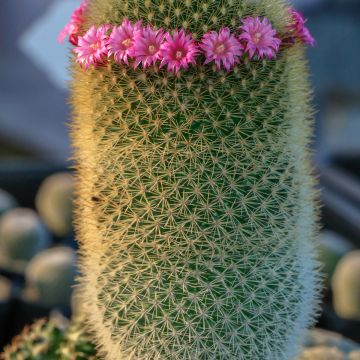 Mammillaria pilcayensis - Tepelcactus