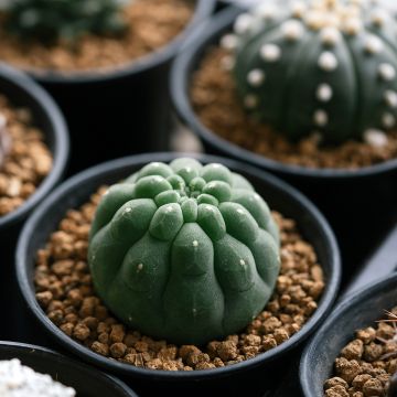 Matucana polzii - Cactus