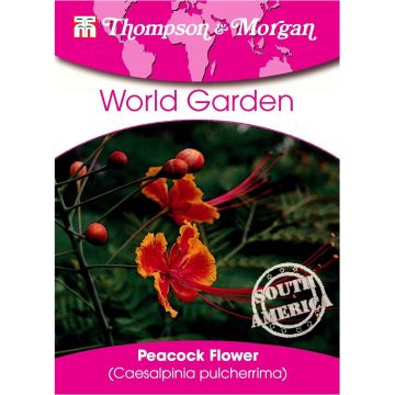 Caesalpinia pulcherrima (zaad) - Pauwenbloem