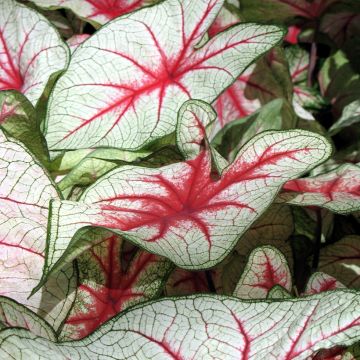 Caladium Fiesta - Hart van Jezus