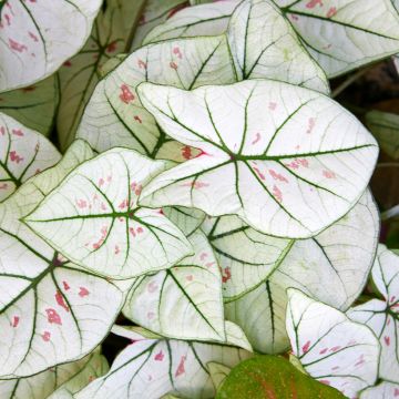 Caladium Kelly - Hart van Jezus