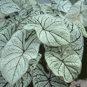 Caladium White Christmas - Hart van Jezus