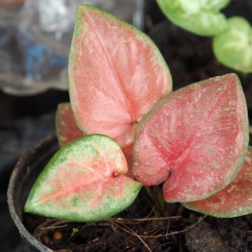 Caladium Maculatum - Hart van Jezus