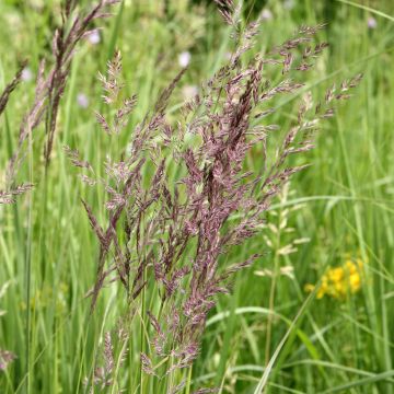 Calamagrostis acutiflora Overdam - Struisriet