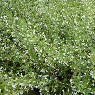 Calamintha nepeta Weisser Riese - Bergsteentijm