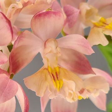Calanthe  Arizona Dream - Tuinorchidee