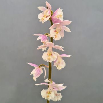 Calanthe Pink & Cream - Tuinorchidee