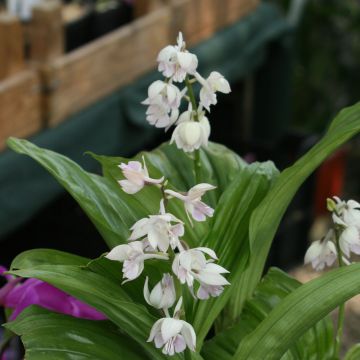 Calanthe aristulifera - Tuinorchidee