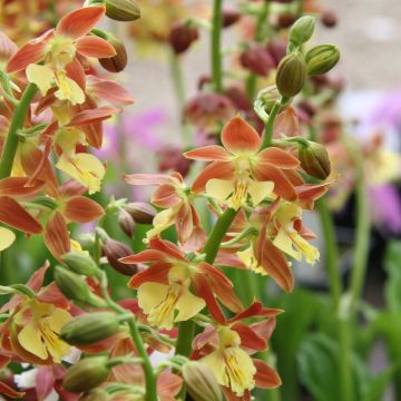 Calanthe tricarinata - Tuinorchidee