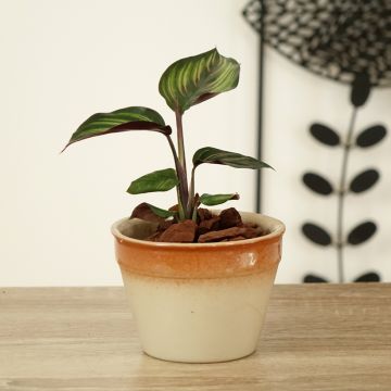 Calathea Beauty Star - Pauwenplant