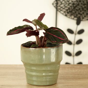 Calathea Dottie - Pauwenplant