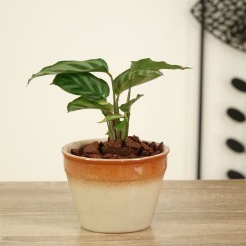 Calathea Freddie - Pauwenplant