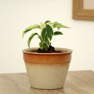 Calathea Fusion White - Pauwenplant