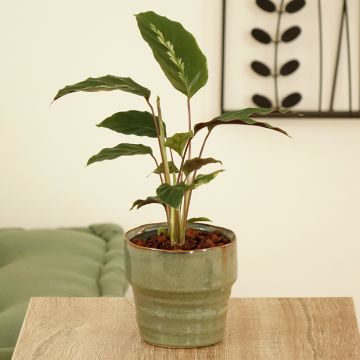 Calathea Maui Queen - Pauwenplant