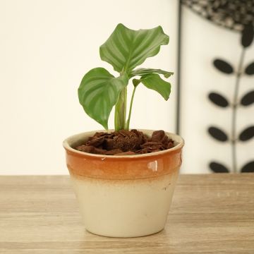 Calathea orbifolia - Pauwenplant