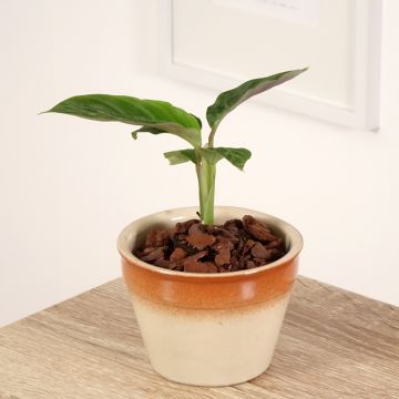 Calathea warscewiczii - Pauwenplant