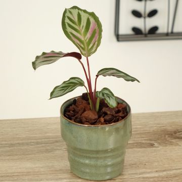 Calathea Peacock - Pauwenplant