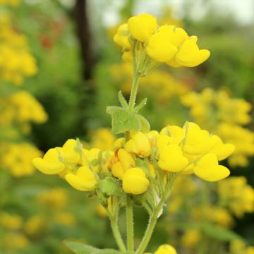 Calceolaria fiebrigiana - Pantoffelplant