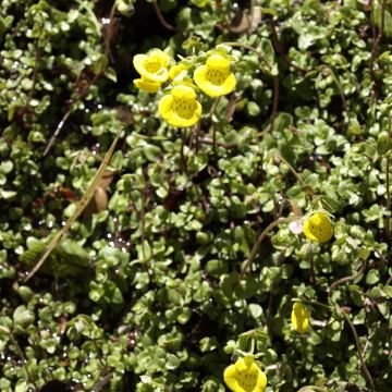 Calceolaria tenella - Pantoffelplant