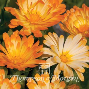 Calendula officinalis Oopsy Daisy (zaad) - Goudsbloem