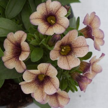 Calibrachoa Sweet Bells Cappuccino Compact - Mini petunia